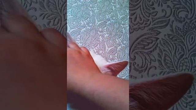 Весеннее утро Ульяша и наш котик Семён Белый и пушистый