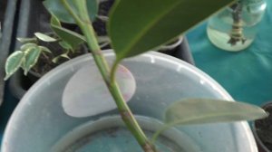 Фикус- очень  лёгкий способ размножения.