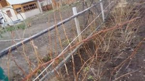 Малина весной: уход, обрезка, подкормка