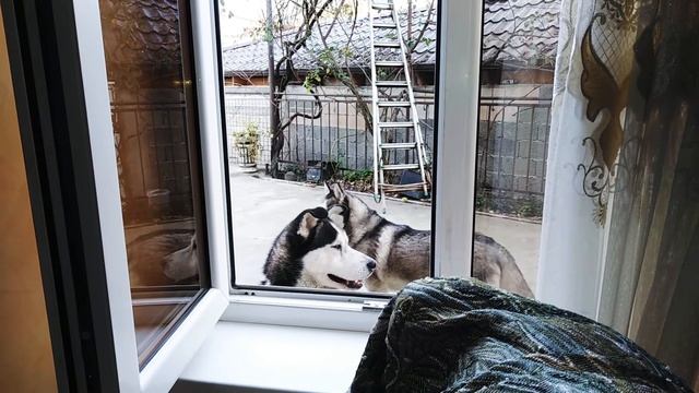 Хаски и окно 2 смотреть онлайн