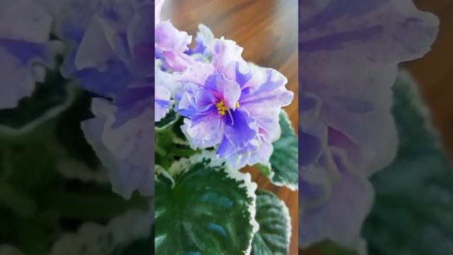 НК-Модна Весна. Знакомство с сортом.