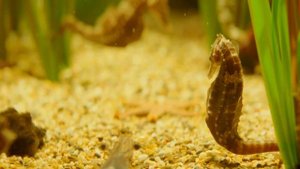 Чем питаются морские коньки?