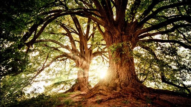 Любовь к себе. Медитация. Love of Self Meditation. Очищение, гармонизация чакр.