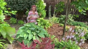 Теневая королева - ХОСТА