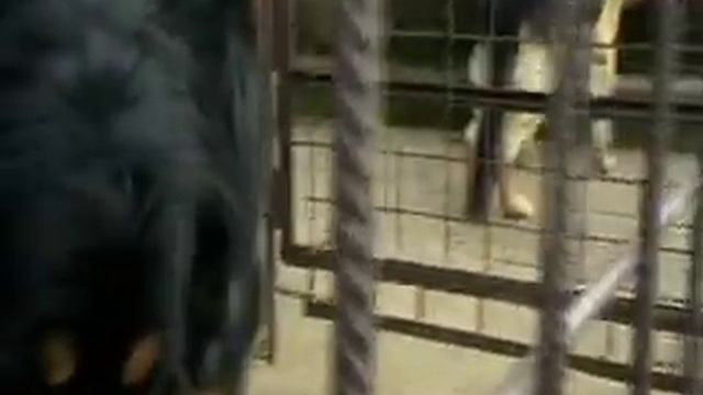 Papání - leonberger a hovawart смотреть онлайн