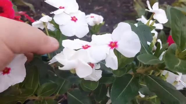 Катарантус,самый  неприхотливый  однолетний цветок..