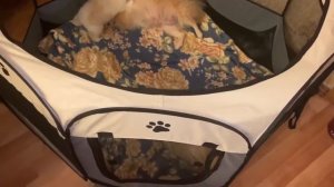 Вольер для щенков.