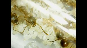 Видео с микраскопа, муравьи в прабирке   Myrmica rubra