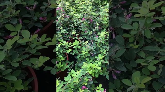 shrubby bushclover 胡枝子 ヤマハギ Леспедеца двуцветная 싸리 الليسبيديزا ذات اللونين (Lespedeza bicolor)