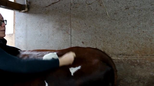 Внутримышечная инъекция корове смотреть онлайн