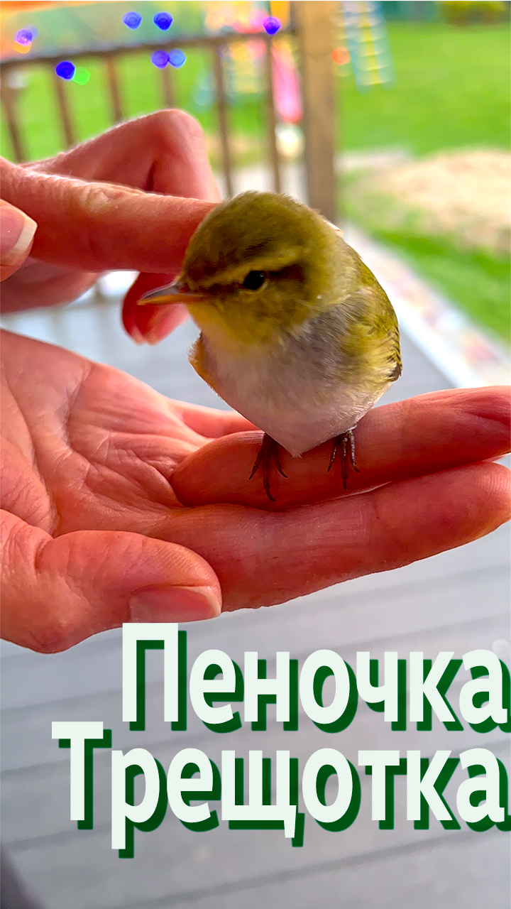 Ручная Пеночка-Трещотка #Вертикалочка