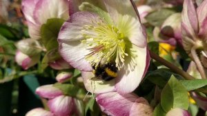 White-tailed bumble bee on a hellebore