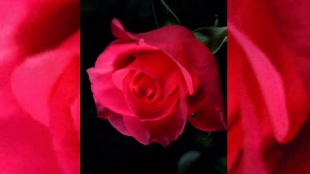 Музыкант. К. Никольский смотреть онлайн