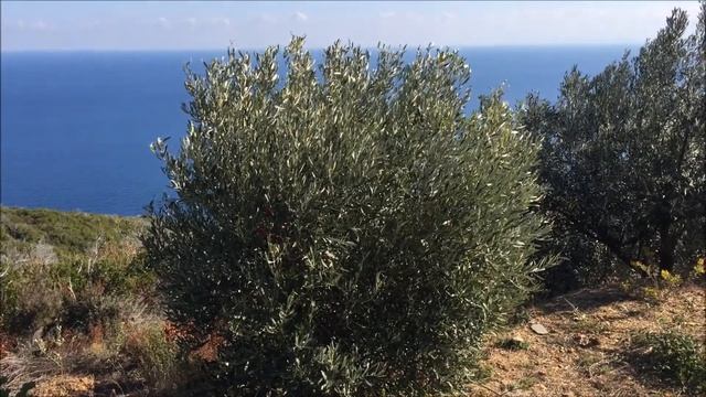 Оливковое масло из зеленых оливок - 