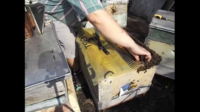 отводок краинки, весенний осмотр, объединение на медосбор и результат объединения смотреть онлайн