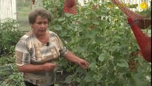 Анализ сортов дынь. Выращивание дыни в сетках