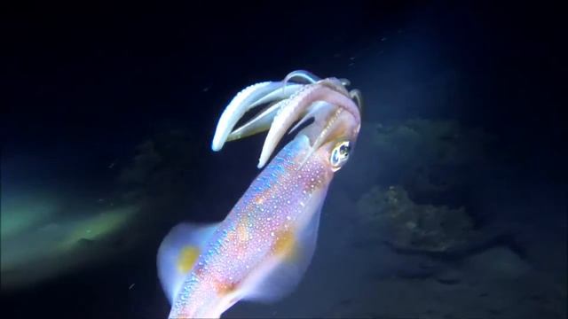 Кальмар смотреть онлайн