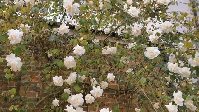 Climbing Rose Madame Alfred Carriere Pruning Tips смотреть онлайн