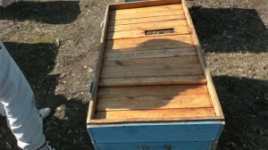 В чем преимущество лежака перед даданом? ИТОГИ зимовки.