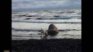 Собака прогоняет моржа The dog vs the walrus.