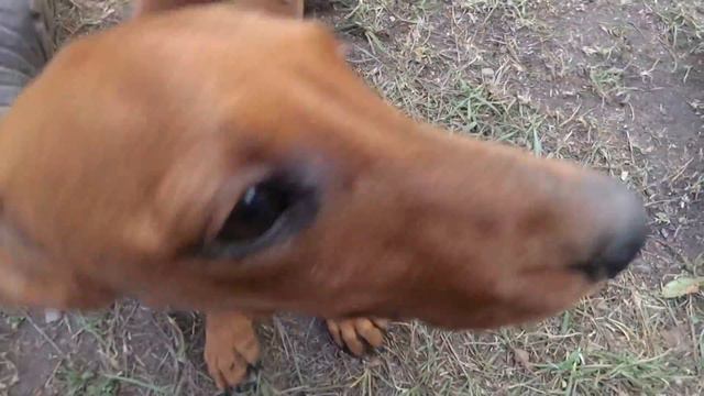 Атака такс! смотреть онлайн