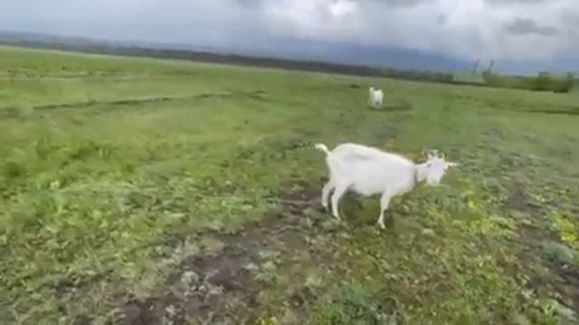 Дойная зааненская козочка смотреть онлайн