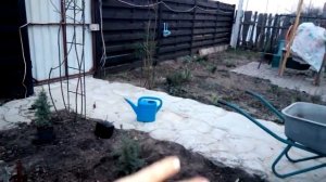 Хвойная клумба часть первая