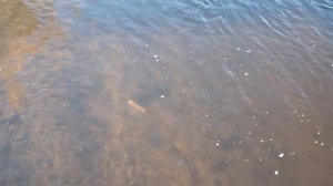 First Magnet Fishing Video Of 2023 Season Gone Ok?