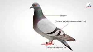 Позвоночные животные