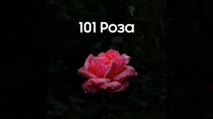 101 Роза