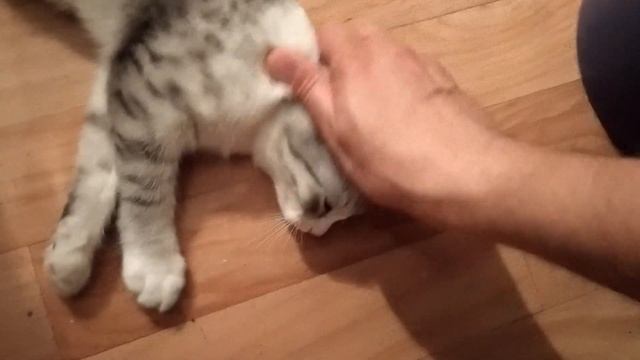 Кусаться и мурчать - призвание кота смотреть онлайн