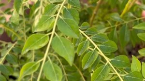 Листья карри (curry leaves) - для чего?