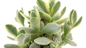 Crassula 'Money Maker' f  variegata