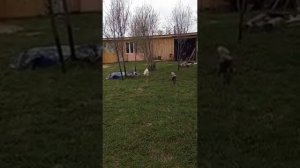 Очередной день в селе!  Строим двух уровневый крольчатник!
