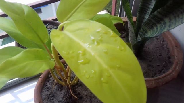PHILODENDRON LEMON LIME  ||  CARE + PROPAGATION GUIDE || BLOOMING BEE