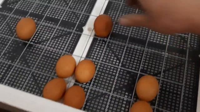 Запуск Инкубатора Несушка на 77 яйц. Минусы Инкубатора. смотреть онлайн
