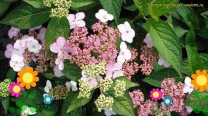 Гортензия пильчатая Розальба. Краткий обзор, описание характеристик hydrangea serrata Rosalba
