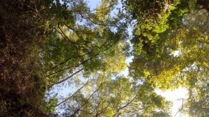 Scenic Relaxation Film with Calming Music Perfect 4K HDR 60FPS
