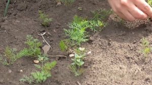 Вкусный Кулеш из 3-х ингредиентов. Самый простой рецепт. Быстрый способ приготовления Кулеша