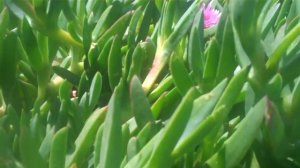 Ice Plant (Carpobrotus edulis).