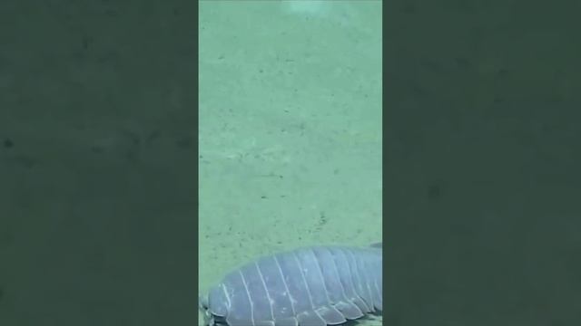 Гигантские изоподы_Giant Isopods #shorts смотреть онлайн