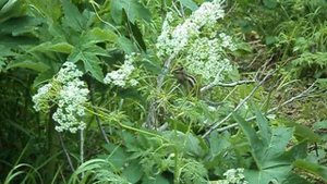 ЗВЕРЁК БУРУНДУК