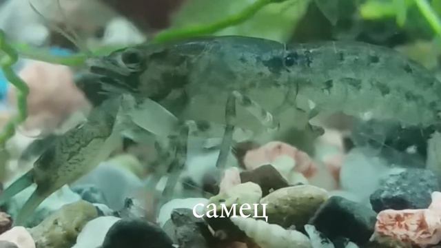 Болотный карликовый рак (Cambarellus puer) смотреть онлайн