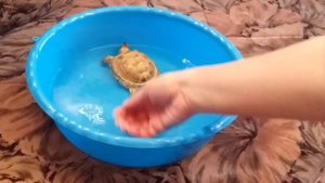 Уход за сухопутной черепахой. Для чего надо купать сухопутную черепаху.