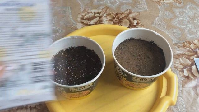 Посев фиалки рогатой.