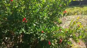 Гранат.Сорт Гюлоша розовая. Юг Украины.