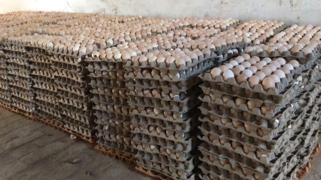 Poultry Farming Business |Desi Murgi Farm In Pakistan | 100 Hen Complete Profit Details смотреть онлайн