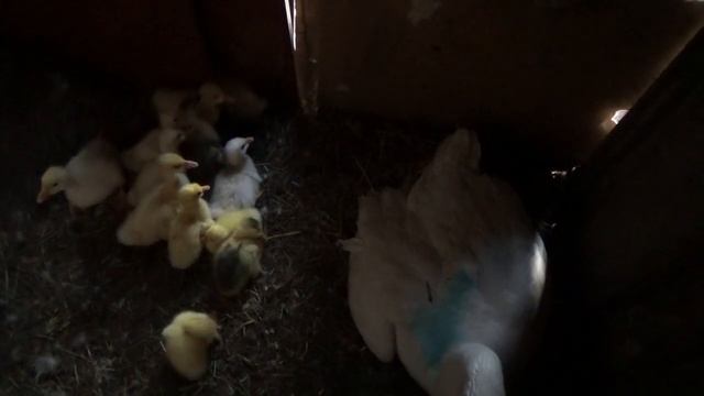 Пытаемся маленьких гусят отдать другой гусыне вечером. смотреть онлайн