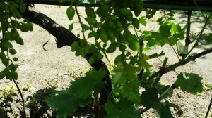 Состояние прививок через 1.5 месяца. 13.07.23