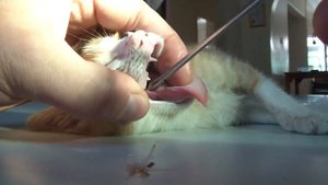 Котенок еле дышит.Спасение малыша застряла большая кость.Ветклиника в Гамбии